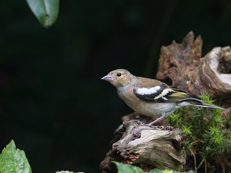 Fringilla coelebs Chaffinch Vink